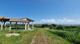 Toscana Immobiliare - Villa under construction with olive grove and farm in Piombino