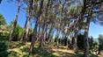 Toscana Immobiliare - Prestigieuse villa Art Nouveau immergée dans un parc de 2,5 hectares avec de magnifiques chênes verts et une multitude d'arbres anciens.