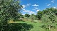 Toscana Immobiliare - Farmhouse with vineyard and olive grove for sale Sinalunga Siena Tuscany
