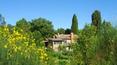 Toscana Immobiliare - La proprietà è circondata da un giardino con piante ad alto fusto e un terreno di 1,5 ha con 140 piante di ulivo