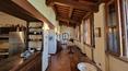 Toscana Immobiliare - La villa è completata da un terreno di circa 1 ha con un uliveto e un vigneto