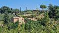 Toscana Immobiliare - La proprietà comprende 4000 mq di terreno con oliveto con circa 100 piante e seminativo