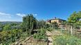 Toscana Immobiliare - La propriété est entourée de 13 hectares de terrain, dont 4 hectares d'oliveraies et 3 hectares de terres arables, le reste étant constitué de bois.