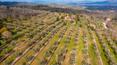 Toscana Immobiliare - La propiedad está rodeada de unas 19 hectáreas de terreno con olivares, bosques y tierras de cultivo