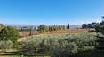 Toscana Immobiliare - Farmhouse with olive grove and Vino Nobile di Montepulciano vineyards for sale in Tuscany