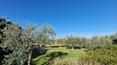 Toscana Immobiliare - The property includes 5000 sqm of land with garden and olive grove with approximately 95 trees