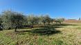 Toscana Immobiliare - Casale ristrutturato con giardino, oliveto e due annessi in vendita a Montepulciano, in Toscana