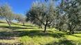 Toscana Immobiliare - La proprietà è circondata da 4,5 ettari di terreno, composti da oliveto, vigneto e seminativo