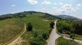 Toscana Immobiliare - La proprietà è immersa fra profumi di vino e di olivi
