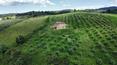 Toscana Immobiliare - Farmhouse for sale in Montalcino Siena Tuscany