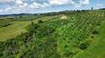 Toscana Immobiliare - Farmhouse for sale in Montalcino Siena Tuscany