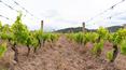 Toscana Immobiliare - La finca está rodeada de 6 hectáreas de terreno con olivares y viñedos