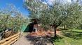 Toscana Immobiliare - Bauernhaus mit Olivenhain zu verkaufen in Foiano della Chiana