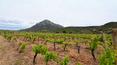 Toscana Immobiliare - Le domaine est entouré de 6 hectares de terres avec des oliviers et des vignobles