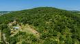 Toscana Immobiliare - Ferme de luxe avec piscine, entourée d'une campagne verdoyante et d'oliviers typiques de la Toscane