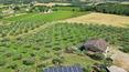 Toscana Immobiliare - El hermoso y cuidado jardín de estilo italiano cuenta con un cenador, una zona de barbacoa y 2 piscinas