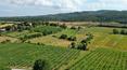 Toscana Immobiliare - Farmhouse to renovate with vineyard in the province of Arezzo