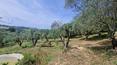 Toscana Immobiliare - Tuscan farmhouse with land and pool for sale in Trequanda Val d'Orcia view