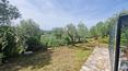 Toscana Immobiliare - The land of 1.8 hectares is mostly cultivated with olive trees, with about 300 olive trees in production