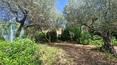 Toscana Immobiliare - Cortijo con piscina y olivar en venta en Toscana