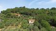 Toscana Immobiliare - Small independent farmhouse with pool and olive grove for sale in the province of Siena, Tuscany