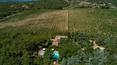 Toscana Immobiliare - Podere con vigneti in vendita vicino Arezzo, in Toscana