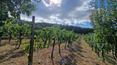 Toscana Immobiliare - Villa with annexe, swimming pool and 1 ha of land with vineyard and olive grove for sale in Umbria