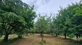 Toscana Immobiliare - The property is surrounded by about one hectare of land with about 220 olive trees