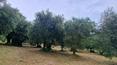 Toscana Immobiliare - Restauriertes Bauernhaus, umgeben von 1 Hektar Land mit Olivenhain, zu verkaufen in Bettolle, Sinalunga, Toskana