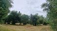 Toscana Immobiliare - Ferme à vendre à Sinalunga, Toscane