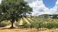 Toscana Immobiliare -  La villa principale se compose de grands salons avec cheminée, d'une salle de réception, d'un restaurant et de 5 chambres