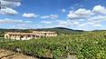 Toscana Immobiliare - La tenuta è immersa all’interno della campagna toscana, punteggiata da vigneti e oliveti