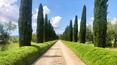 Toscana Immobiliare - Il terreno di 34 ha include vigneti, oliveti, un laghetto, il campo da tennis, il campo da golf, il paddock per i cavalli e le strutture agricole