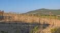 Toscana Immobiliare - Farmhouse in need of renovation with panoramic views, vineyard, woodland and arable land for sale in Tuscany
