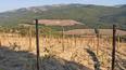 Toscana Immobiliare - Azienda vitivinicola in vendita a Montalcino Siena Toscana