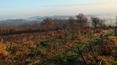 Toscana Immobiliare - Farmhouse to be renovated with vineyard in Montalcino