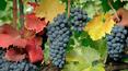 Toscana Immobiliare -