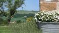 Toscana Immobiliare - Azienda agricola con casa vacanza e terreni in vendita a Montalcino Siena