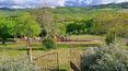 Toscana Immobiliare -  Elégante ferme avec annexe, piscine et jacuzzi, entourée de 28 ha de terrain et de vues à couper le souffle