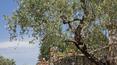 Toscana Immobiliare - Agriturismo con casale, vari annessi, ristorante, piscina e 8 ha di terreno in vendita in posizione panoramica a Reggello, vicino Firenze, Toscana