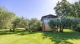 Toscana Immobiliare - The 12.9 hectares of the property lie on a gentle hillside and are divided into olive groves and arable land
