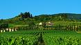 Toscana Immobiliare - Farm with wine production for sale in Siena area Tuscany