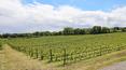 Toscana Immobiliare - Finca agroturística con bodega en venta en Siena