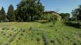 Toscana Immobiliare - Il complesso è circondato da oltre 19 ha di terreno con seminativo, bosco e oliveto con 450 piante