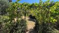 Toscana Immobiliare -