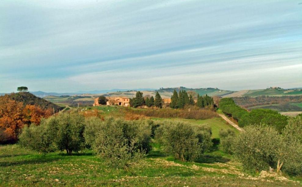 Toscana Immobiliare - Farm to be restored for sale in Asciano, Tuscany