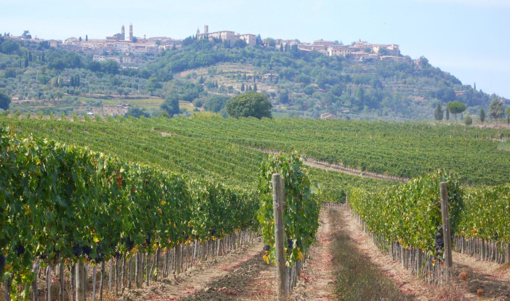 Toscana Immobiliare - winery with Brunello wine production for sale in Montalcino, Tuscany