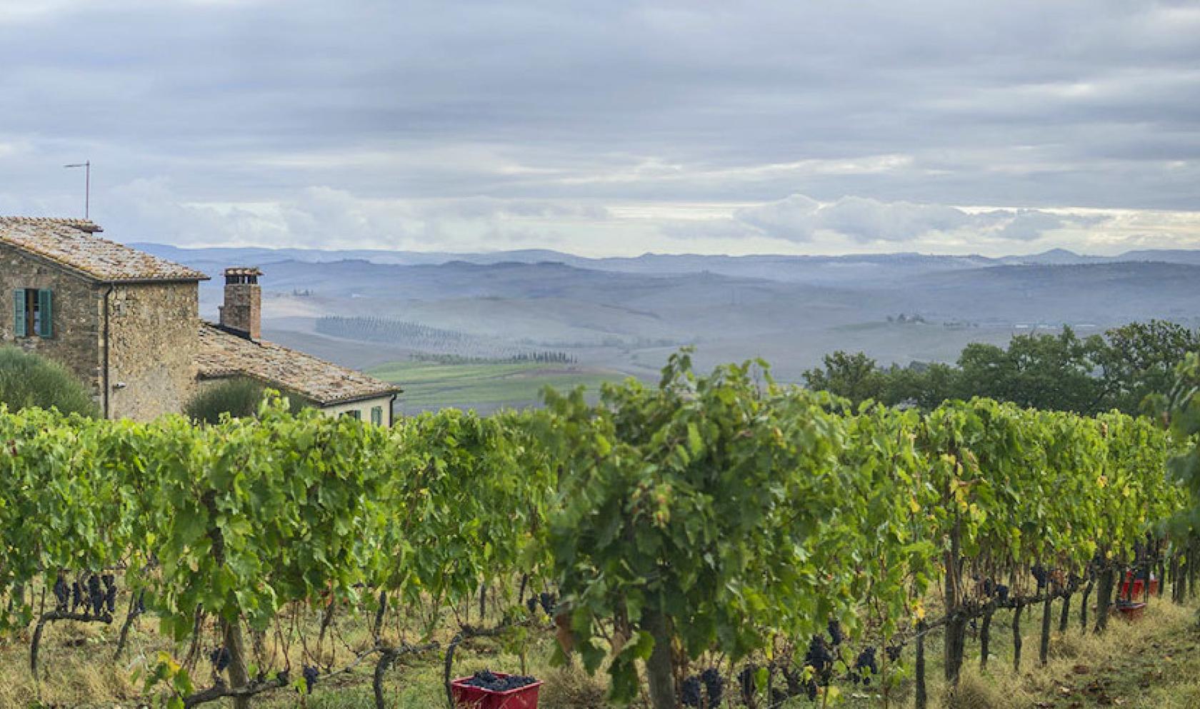 Toscana Immobiliare - Azienda Vitivinicola vendita a Montalcino produzione vino Brunello