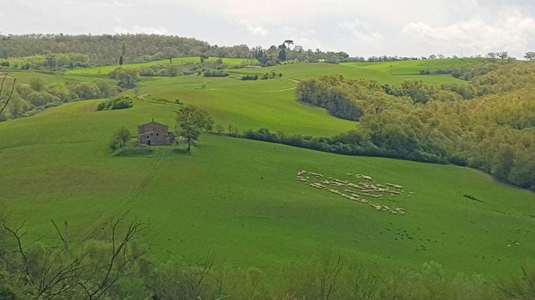 Toscana Immobiliare - Typical Tuscan stone farmhouse to be restored for sale in Montepulciano Siena