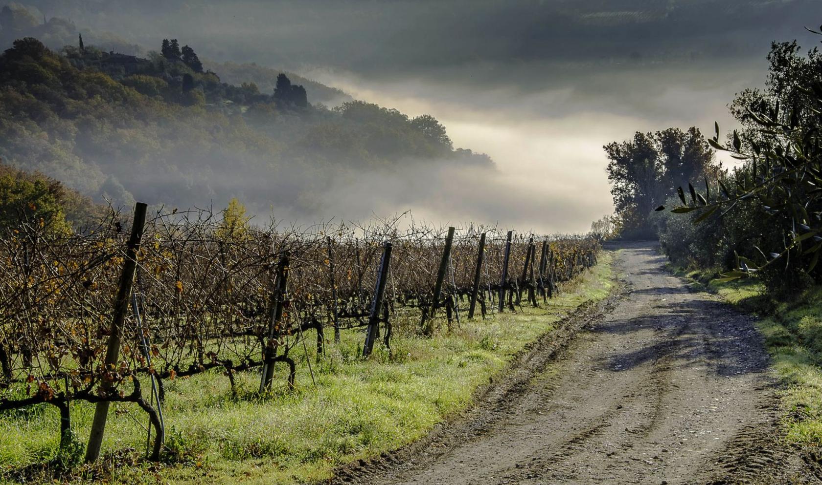 Toscana Immobiliare - Farm Estate with vineyards for sale Florence, Tuscany